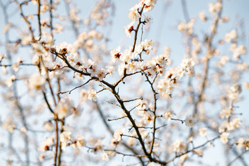 beautiful, tender, pink flowers of a blooming apricot on a branch, in early spring against the blue sky on a Sunny day