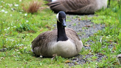 canada goose resting on the grass