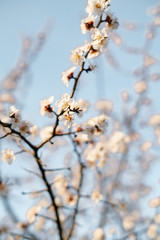 beautiful, tender, pink flowers of a blooming apricot on a branch, in early spring against the blue sky on a Sunny day