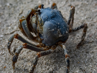 Macro shot of a blue soldier crab (Mictyris longicarpus) burying itself into the sand using a cork screw motion. 