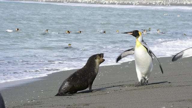 Fur Seal playing with King Penguin at south Georgia