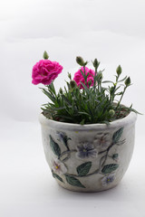 carnation flower in a pot for live plants for home decoration