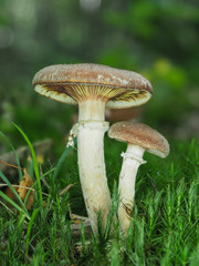 Brown Fungi on Woodland Floor