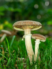 Brown Fungi on Woodland Floor