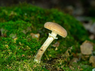 Brown Fungi on Woodland Floor