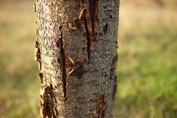 tree trunk sweet cherry tree with scrubbing bark closeup