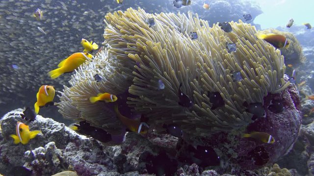 Big sea anemone (Heteractis magnifica) and Maldive anemonefishes (Amphiprion nigripes). Indian ocean, Maldives. 4K