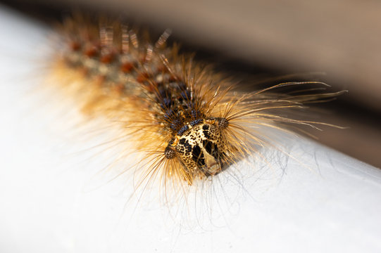 Macro d'une chenille