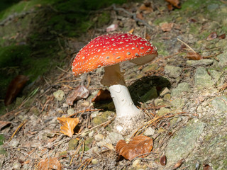 Fly Agaric Fungi  on Forest floor