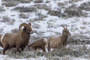 Bighorn Sheep in Wyoming During a Winter Snow