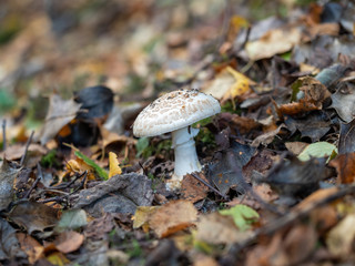 White Mushroom / Fungi in Wood