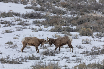 Naklejka premium Bighorn Sheep in Wyoming During a Winter Snow