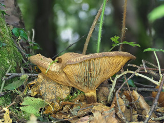 Brown Mushroom Fungi in Autumn