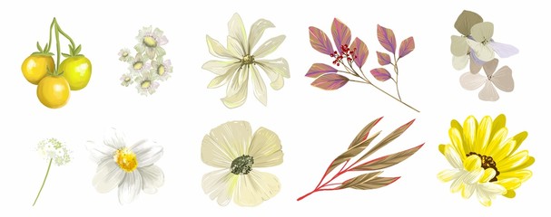 Fototapeta na wymiar A large set of watercolor elements - wild flowers, herbs, foliage. collection of garden and wild, forest herbs, flowers, branches. The illustration is highlighted on a white background, with exotic le