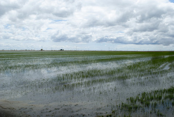 un campo di riso inondato dall'acqua