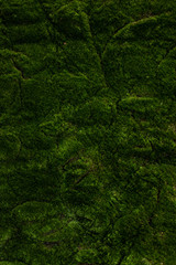 Live Moss Wall Texture