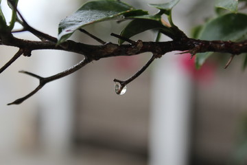 rama con gota
