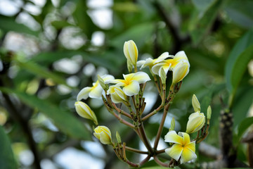 pink flowers as a bouquet and green leaves as a background,flowers with leaves in background