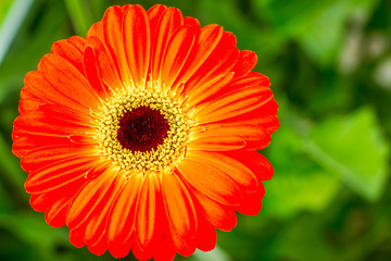 Closeup brown hearted Orange Gerbera daisy flower in green natural surroundings of a Dutch glass house