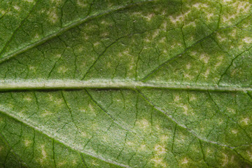 Fototapeta na wymiar Green leaf macro with details of sap veins