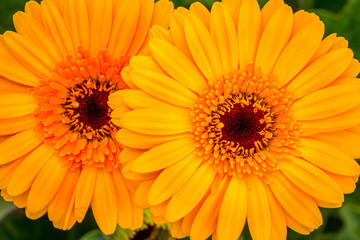 Closeup brown hearted orange Gerbera daisy flower in green natural surroundings of a Dutch glass house