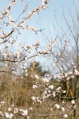 many beautiful, delicate, white flowers of a blooming apricot on a branch, in early spring against a blue sky on a Sunny day