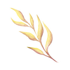 Watercolor twig. Elegant floral elements. branches isolated on a white background