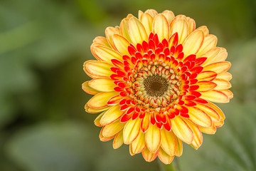 Closeup brown hearted coloful orange yellow Gerbera daisy flower in green natural surroundings of a Dutch glass house