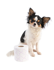 Chihuahua with a toilet papier