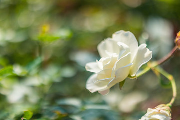 Beautiful white roses flower in the garden