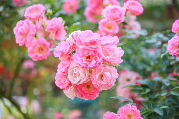 Beautiful pink roses flower in the garden