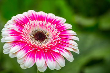 Obraz premium Closeup brown hearted lilac white Gerbera daisy flower in green natural surroundings of a Dutch glass house
