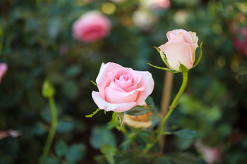 Beautiful colorful pink roses flower in the garden
