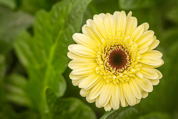 Closeup brown hearted Yellow Gerbera daisy flower in green natural surroundings of a Dutch glass house