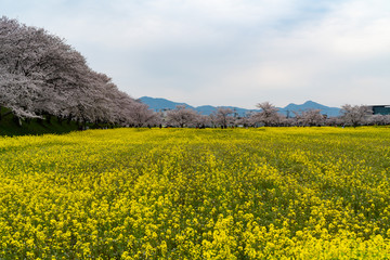 Cherry blossom in Nara, 2020.
