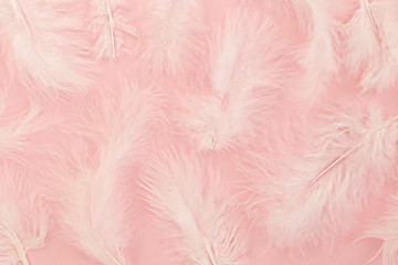 Fototapeta premium Bunch of white feathers on pastel pink paper textured background with a lot of copy space for text. Flat lay, top view.