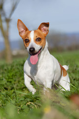Portrait of nice Jack Russell terrier on meadow