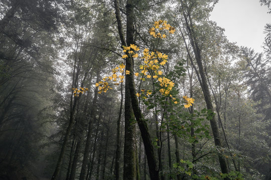 Wald mit Tannen und Laubb&auml;umen im Vordergrund Bl&auml;tter an einem ast in herbstlichem gelb.