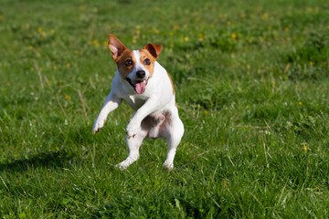 Portrait of nice jumping Jack Russell terrier on meadow