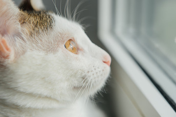 White cat looks out the window on the windowsill