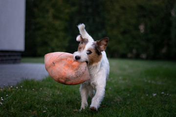 Cute Parson Russell Terrier playing with an Old Basketball Ball