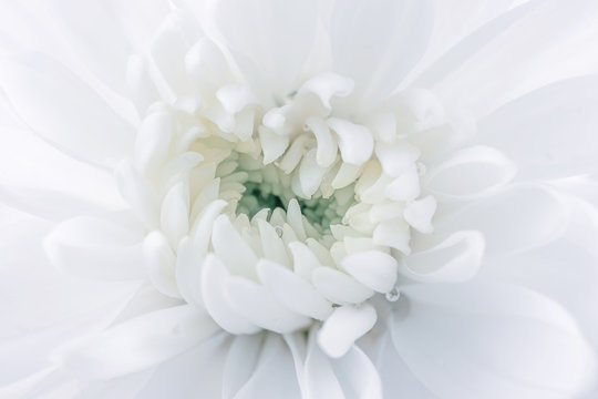 White chrysanthemum with water drops, detailed macro photo. Light image, concept of wedding, holiday, birthday, mother's day, spring, summer. Copyspace.
