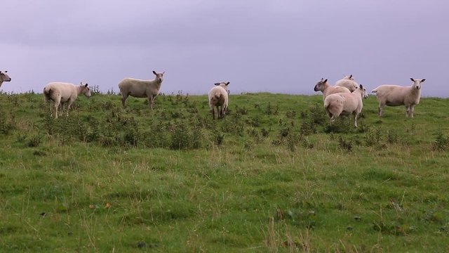 Abenteuer Irland - Schafe am Inishowen Head