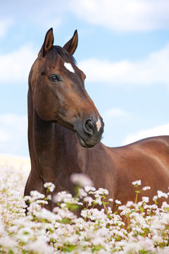 Portrait of nice brown horse posing on buckwheat field