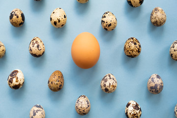one large fresh chicken egg among small quail eggs on a blue background