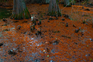 Latin name metasequoia glyptostroboides close-up of the leaves of the tree.