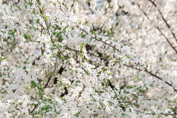 White spring flowers on a tree branch
