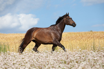 Portrait of nice brown horse running on buckwheat field