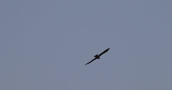 milans noirs se battant dans le ciel