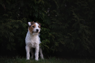 Cute Parson Russell Terrier Portrait in Green